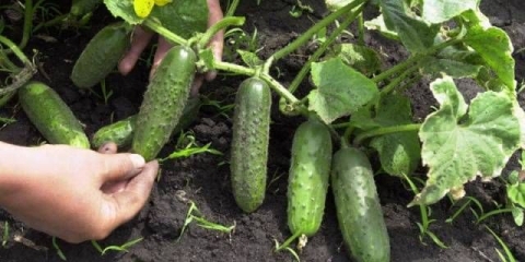 Kako saditi krastavce